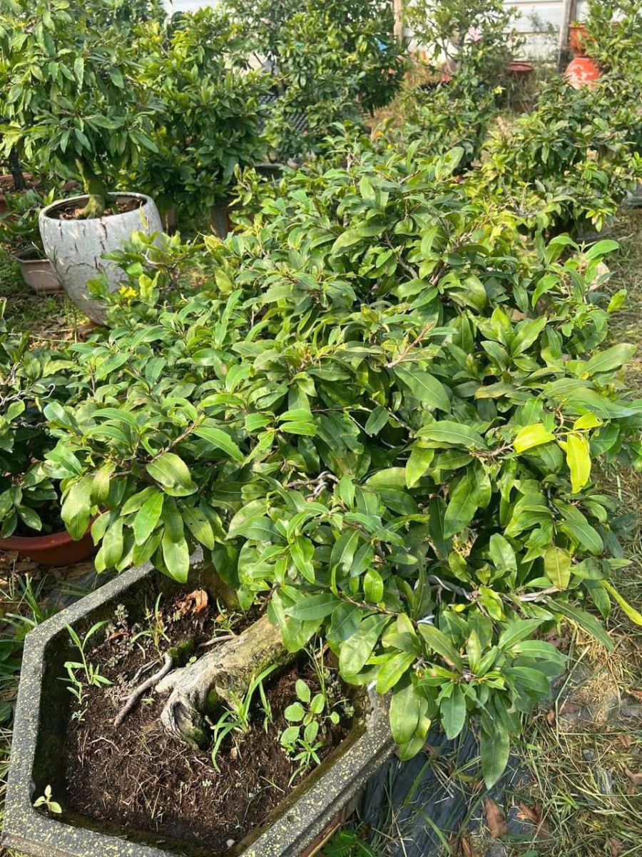 CUNG CẤP SỐ LƯỢNG LỚN CÂY CẢNH - CÂY MAI GIÁ RẺ UY TÍN TẠI VƯỜN DĨ AN, BÌNH DƯƠNG